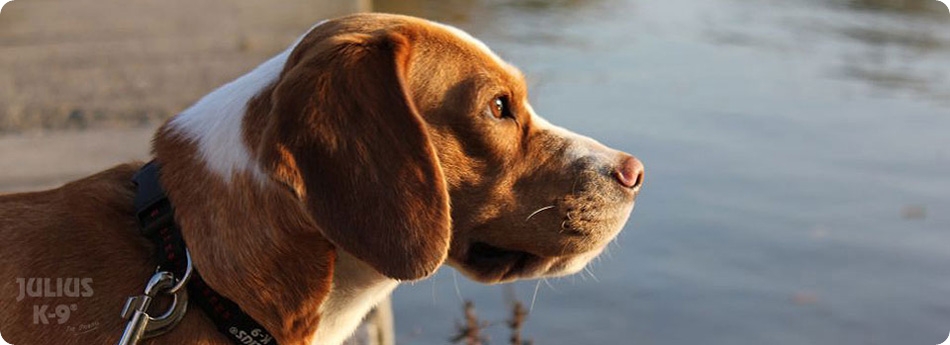 Julius K9