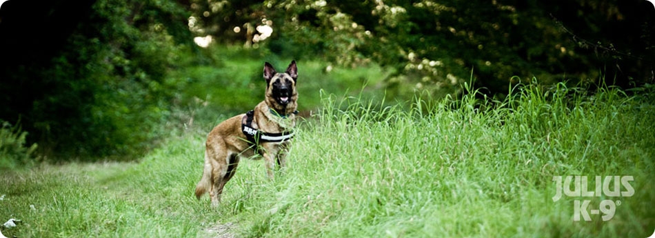 Julius K9